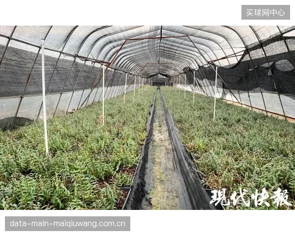 一些被热捧的生物基体育材料，由于缺乏配套的回收体系，其最终的环境成本可能高于传统材料